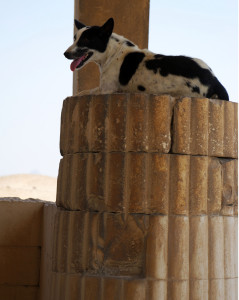 Cane su colonna a Saqqara
